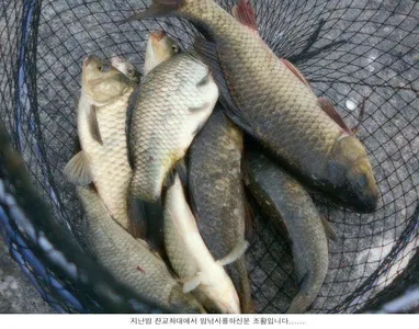 조황을 이어가고 있습니다....