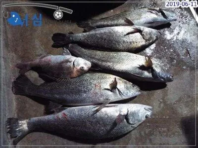 6월11일어심바다낚시터조황 