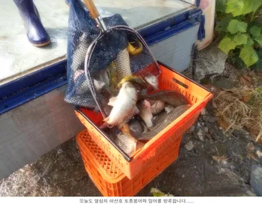 그래도 방류는 계속합니다....