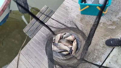 아산 명품 월랑낚시터 6월 마지막 조황이야기입니다...^^