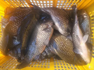 포천 용담대물낚시터 개장안내!