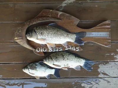 고삼지 풍요로운 조황입니다.