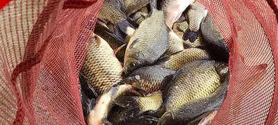 어제 맛남의광장 양평 편 수곡낚시터 목요일 조황도 고르게 나와줍니다