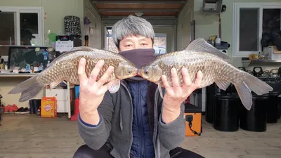 고삼지 최상류권 사짜붕어외 덩어리들 움직임!!