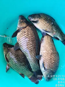 화곡낚시터 조황정보