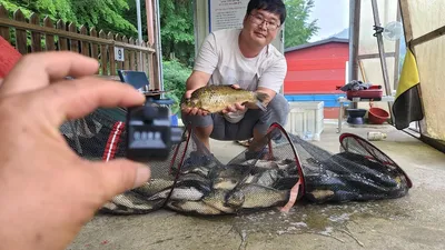 양평 힐링 수곡낚시터 7월 둘째주 주말 붕어방류 맟 조황