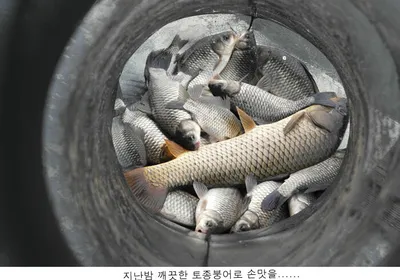 산란준비하는 토종붕어가.......
