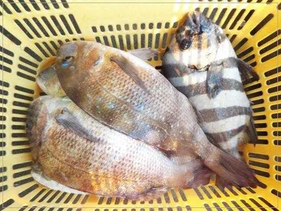 6월22일어심바다낚시터조황