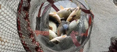 양평 힐링 수곡낚시터 2월 마지막주 주후반 조황 소식