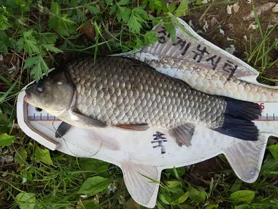 안성장계지주말조항입니다