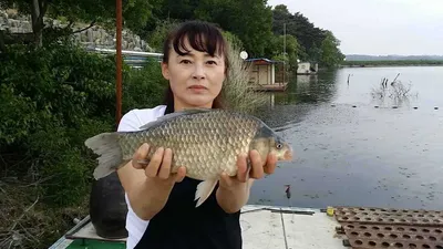 당진가교리지 조황정보..