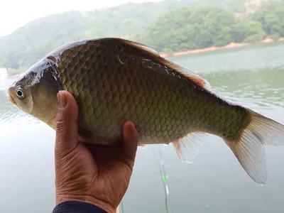 안성죽산장계지주중조항입니다