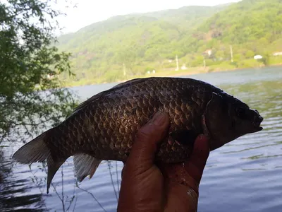 안성장계지주말조항입니다