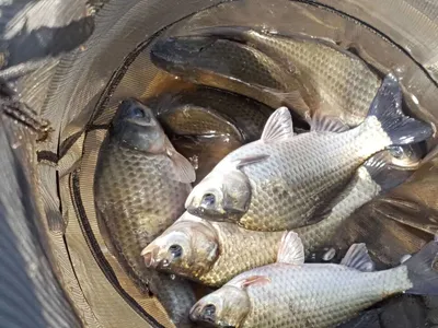 안성장계지주말조항입니다