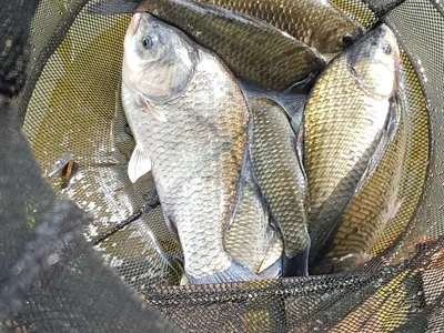 안성장계지주말조항입니다