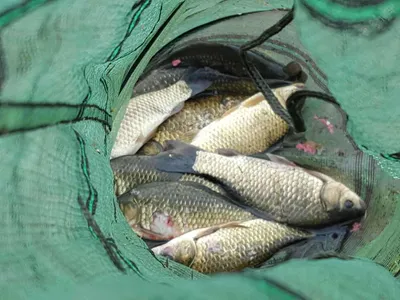 안성장계지주말조항