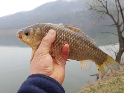 안성장계지주말조항입니다