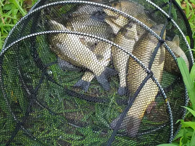 안성죽산장계지주중조항입니다