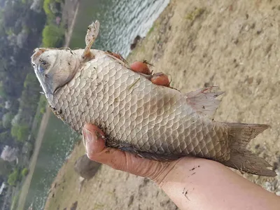 안성장계지주말조항입니다