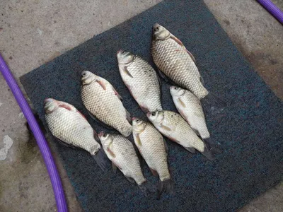 충남 공주시 행복낚시터