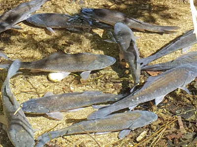 안성장계지주말조항입니다