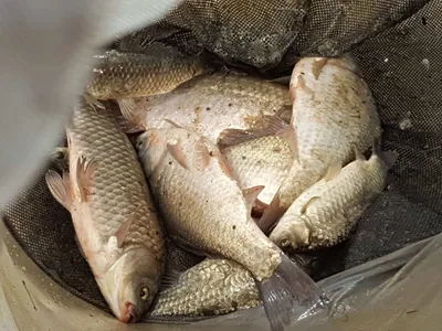 안성장계지주말조항입니다