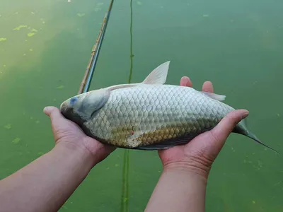 안성죽산장계지주중조항입니다