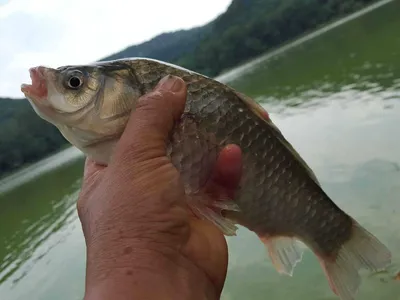 안성죽산장계지주중조항입니다