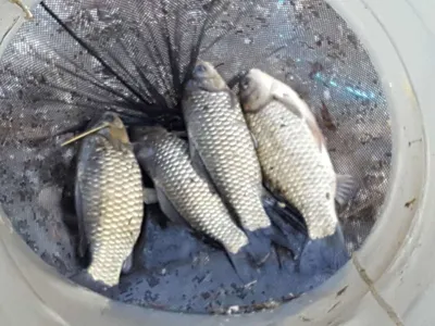 안성장계지주말조항입니다