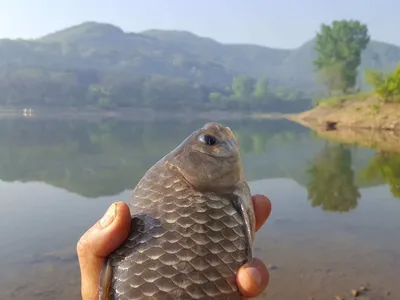 안성죽산장계지주중조항입니다
