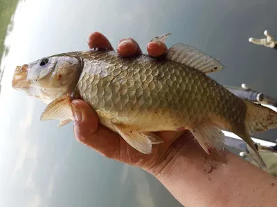 장겨지주중조항 입니다