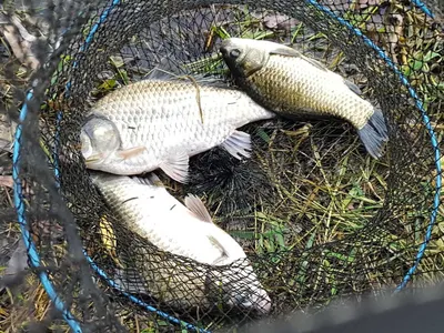 안성죽산장계지주중조항입니다