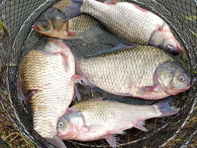 안성죽산장계지주중조항입니다