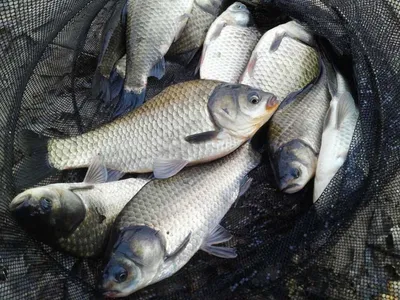 안성죽산장계지