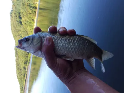 안성죽산장계지주중조항입니다