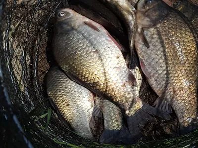 안성장계지주말조항입니다