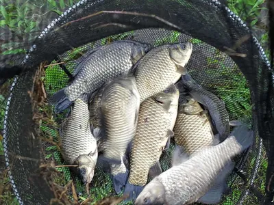 안성장계지주말조항