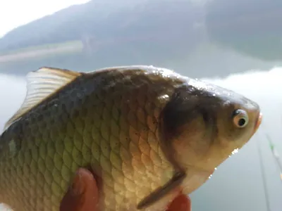 안성장계지주말조항입니다