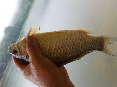 안성장계지주말조항입니다