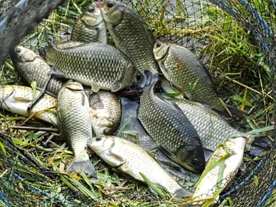 안성장계지주말조항입니다