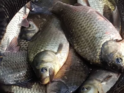 안성죽산장계지주중조항입니다