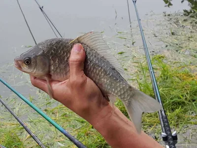 안성장계지주말조항입니다