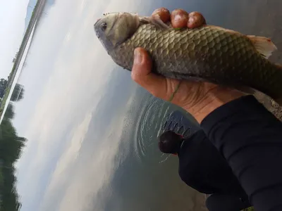 안성장계지주말조항입니다