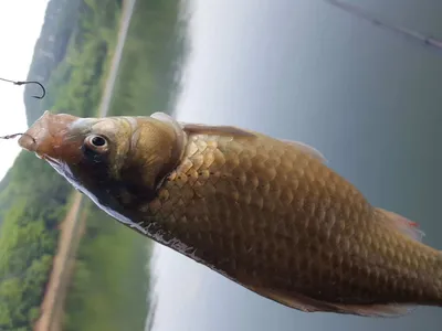 안성죽산장계지주중조항입니다