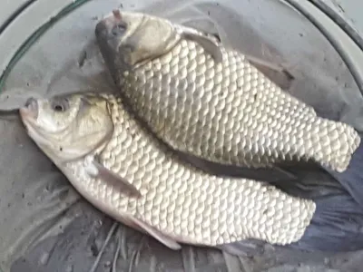 안성장계지주말조항입니다