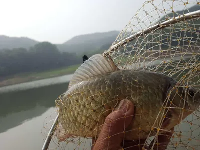 안성죽산장계지주중조항입니다