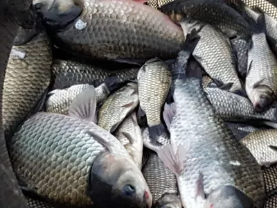 안성죽산장계지주중조항입니다