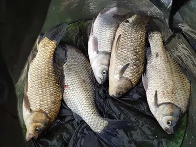 안성죽산장계지주중조항입니다