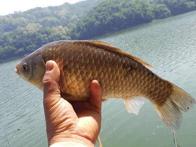 안성죽산장계지주중조항입니다