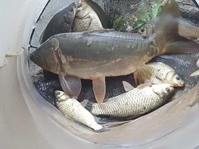 안성죽산장계지조항전경입니다